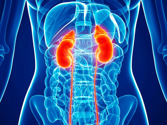 Statistics Show Men Twice as Likely to Develop Kidney Cancer Than Women